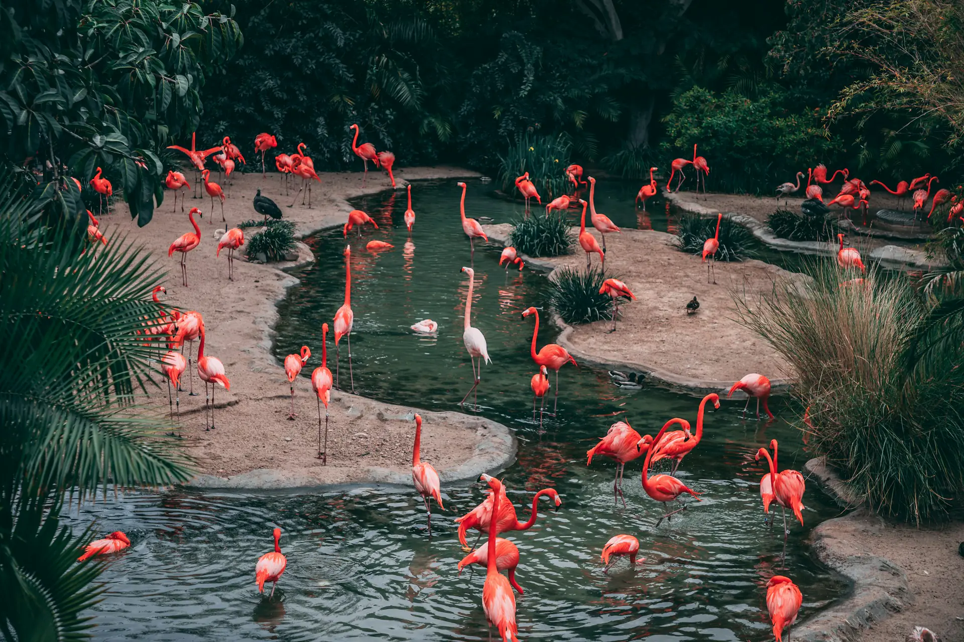 Pink flamingos wading around a shaded garden pool